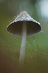 Превью обои гриб, трава, макро, капли, блюр, природа