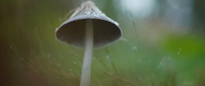 Превью обои гриб, трава, макро, капли, блюр, природа
