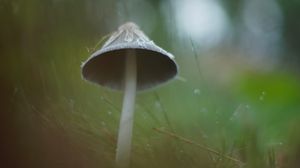 Превью обои гриб, трава, макро, капли, блюр, природа