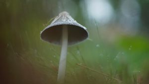 Превью обои гриб, трава, макро, капли, блюр, природа