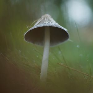 Превью обои гриб, трава, макро, капли, блюр, природа