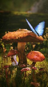 Превью обои грибы, бабочка, роса, мокрый, трава