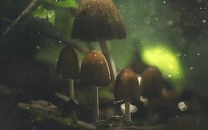 Превью обои грибы, блики, макро, мокрый