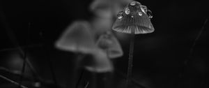 Превью обои грибы, капли, трава, темный, чб