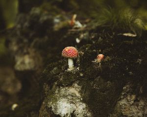 Превью обои грибы, лес, пень, макро