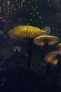 Превью обои грибы, макро, блики, боке, свет