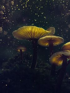Превью обои грибы, макро, блики, боке, свет