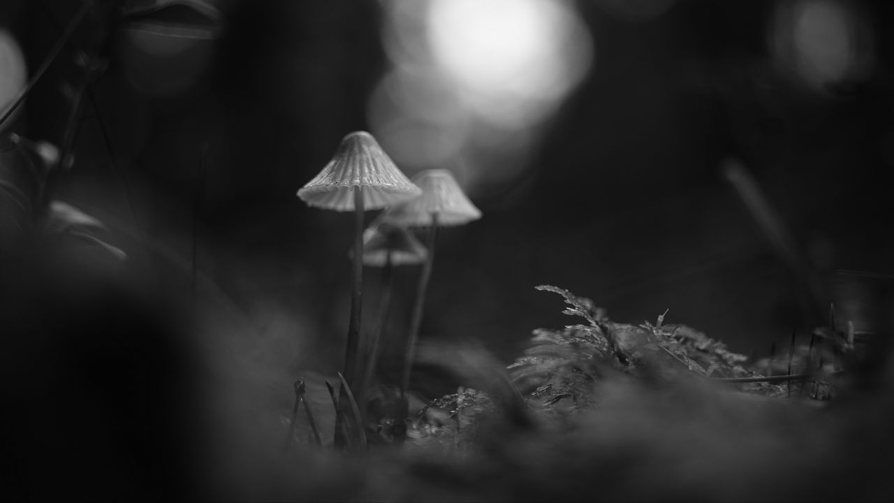 Обои грибы, макро, черно-белый, размытие