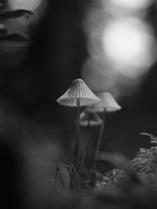 Превью обои грибы, макро, черно-белый, размытие