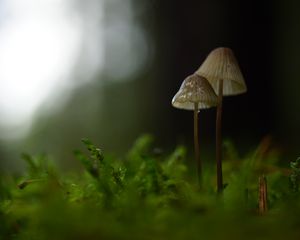 Превью обои грибы, макро, мох, размытие