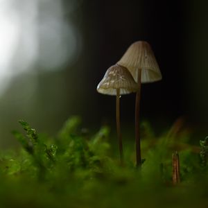 Превью обои грибы, макро, мох, размытие