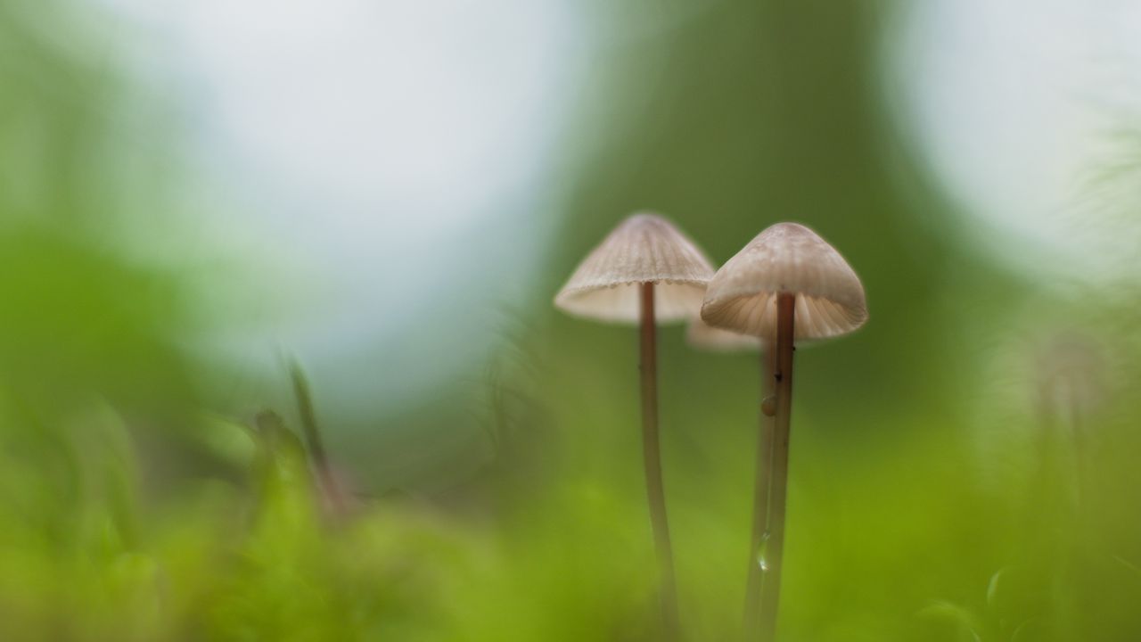 Обои грибы, макро, мох, размытость, природа
