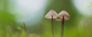 Превью обои грибы, макро, мох, размытость, природа