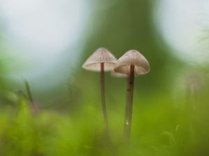 Превью обои грибы, макро, мох, размытость, природа