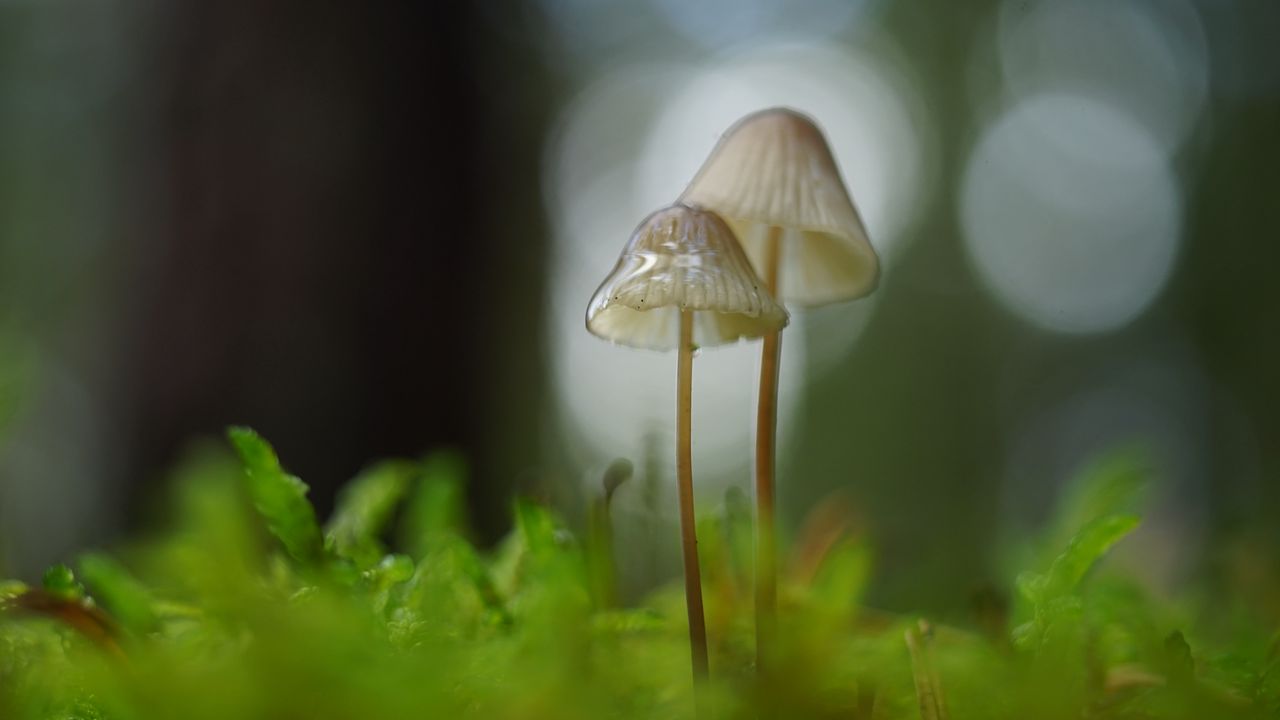Обои грибы, макро, размытие, мох