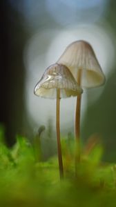 Превью обои грибы, макро, размытие, мох
