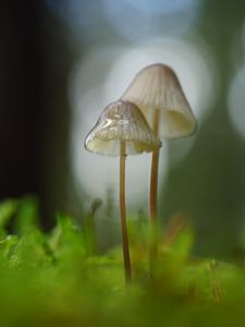 Превью обои грибы, макро, размытие, мох
