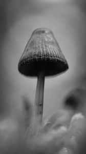 Превью обои грибы, макро, серый, темный, чб