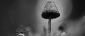 Превью обои грибы, макро, серый, темный, чб