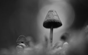 Превью обои грибы, макро, серый, темный, чб