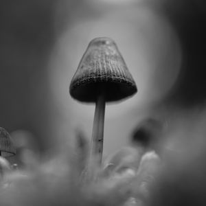 Превью обои грибы, макро, серый, темный, чб
