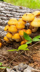 Превью обои грибы, макро, ветки, листья, дерево, природа