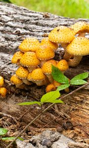 Превью обои грибы, макро, ветки, листья, дерево, природа
