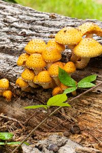 Превью обои грибы, макро, ветки, листья, дерево, природа