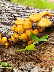 Превью обои грибы, макро, ветки, листья, дерево, природа