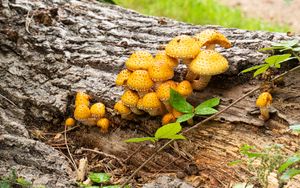 Превью обои грибы, макро, ветки, листья, дерево, природа