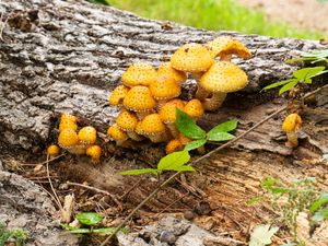 Превью обои грибы, макро, ветки, листья, дерево, природа