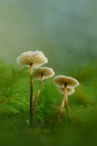 Превью обои грибы, мох, трава, макро, блюр, природа