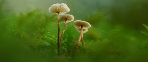 Превью обои грибы, мох, трава, макро, блюр, природа
