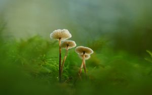 Превью обои грибы, мох, трава, макро, блюр, природа