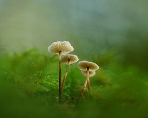 Превью обои грибы, мох, трава, макро, блюр, природа