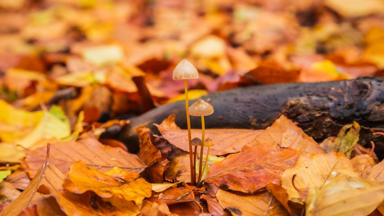 Обои грибы, опавшая листва, осень, макро
