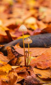Превью обои грибы, опавшая листва, осень, макро