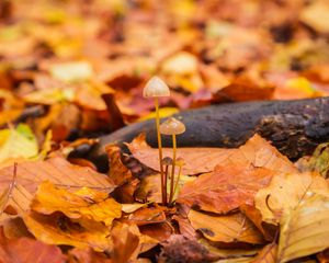 Превью обои грибы, опавшая листва, осень, макро