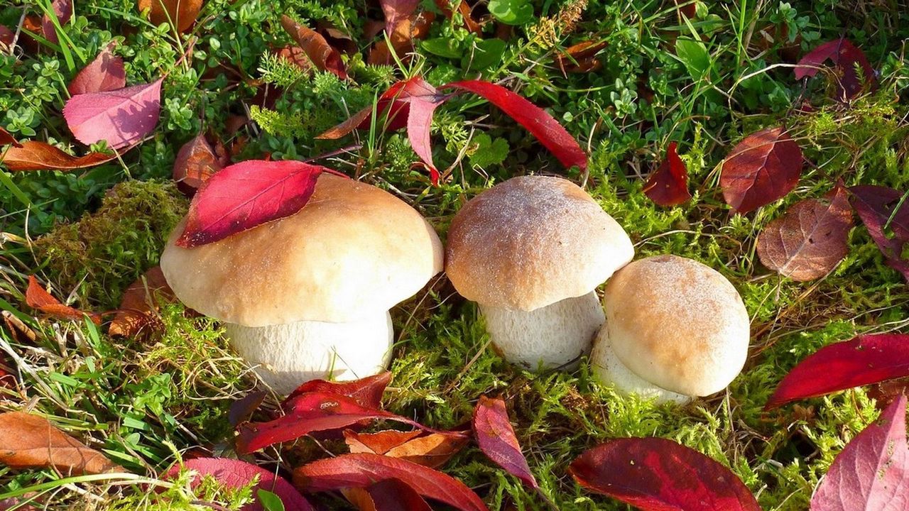 Обои грибы, осень, листья, трава