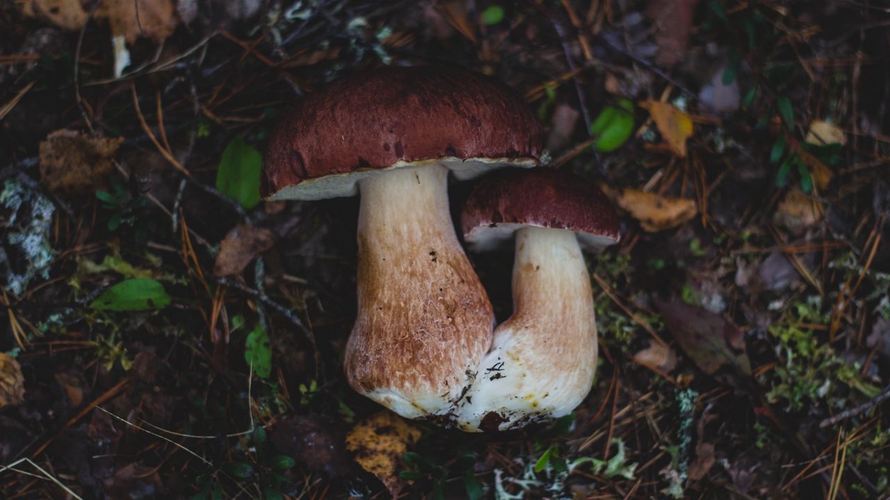 Обои грибы, осень, листва