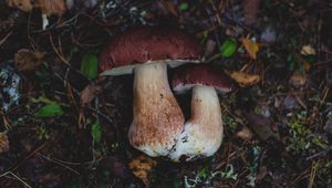 Превью обои грибы, осень, листва