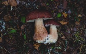 Превью обои грибы, осень, листва