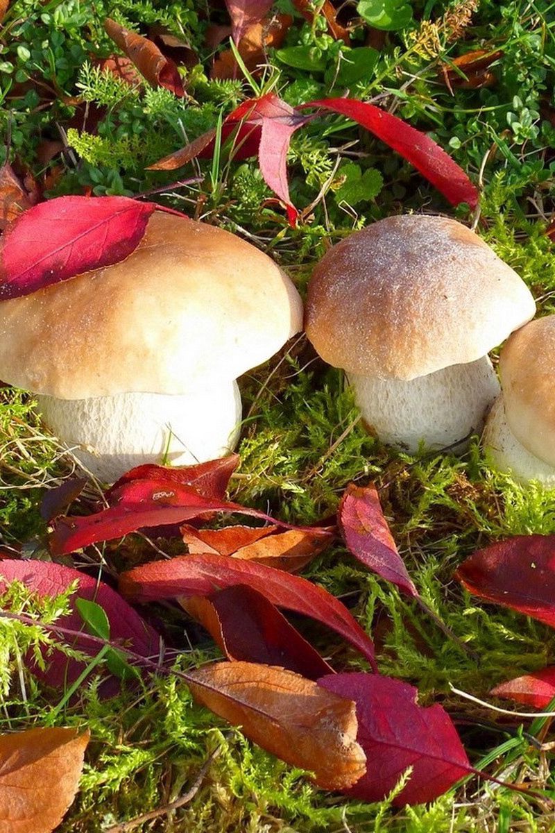 Брусята грибы
