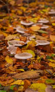 Превью обои грибы, осень, опавшая листва, листья