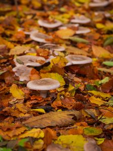 Превью обои грибы, осень, опавшая листва, листья