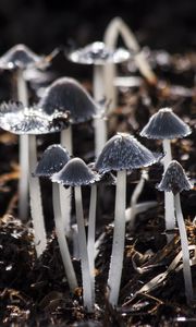 Превью обои грибы, поганки, серый, листва