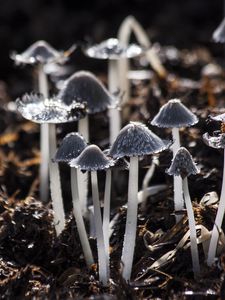 Превью обои грибы, поганки, серый, листва