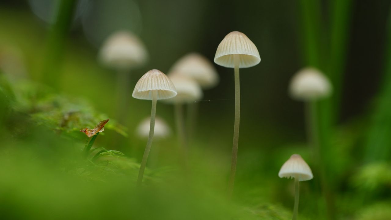 Обои грибы, природа, детали, макро, зеленый