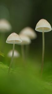 Превью обои грибы, природа, детали, макро, зеленый