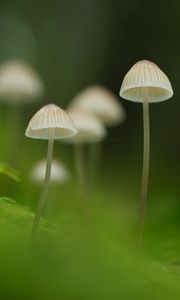 Превью обои грибы, природа, детали, макро, зеленый